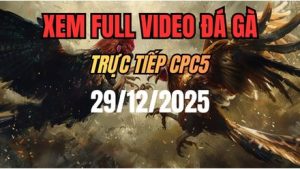 Xem Lại Video Đá Gà CPC5 Trực Tiếp Ngày 29/12/2025