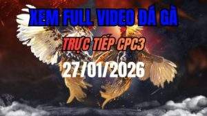 Xem Lại Video Đá Gà CPC3 Ngày 27/01/2026
