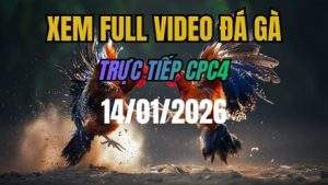 Xem Lại Video Đá Gà CPC4 Trực Tiếp Ngày 14/01/2026