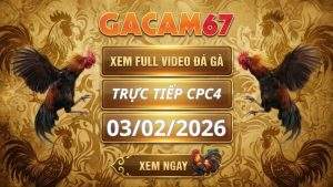 Xem Lại Video Đá Gà CPC4 Ngày 03/02/2026