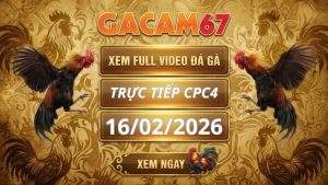 Xem Lại Video Đá Gà CPC4 Ngày 16/02/2026