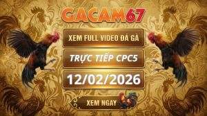 Xem Lại Video Đá Gà CPC5 Ngày 12/02/2026