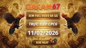 Xem Lại Video Đá Gà CPC6 Ngày 11/02/2026