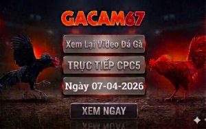 Xem Lại Video Đá Gà CPC5 Ngày 07/04/2026