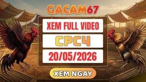 Xem Lại Video Đá Gà CPC4 Ngày 20/05/2026